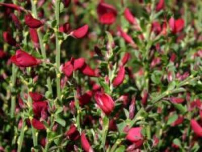 Gen�t � balai 'Boskoop Ruby' : Taille 40/60 cm - Pot de 3 litres