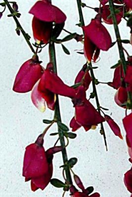 Gen�t � balai 'Burkwoodii' : Taille 40/60 cm - Pot de 3 litres