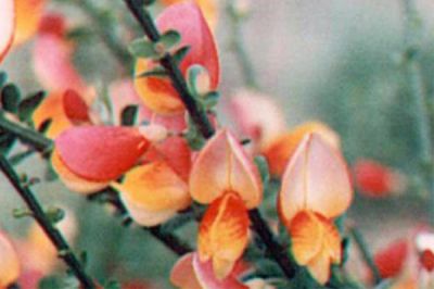 Gen�t � balai 'La Coquette' : Taille 40/60 cm - Pot de 3 litres