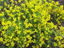 Genista lydia : Lot de 3 plants - Godet de 9x9 cm