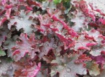 Heuchera 'Chocolate Ruffles' : Godet 9x9 cm