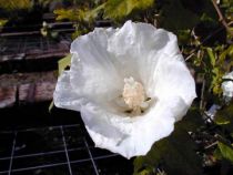 Hibiscus syriacus 'Diana' : Taille 40/60 cm - Pot de 3 litres
