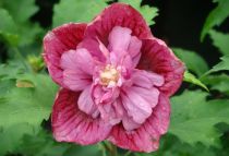 Hibiscus syriacus 'Duc De Brabant' : Taille 40/60 cm - Pot de 3 litres