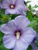 Hibiscus syriacus 'Oiseau Bleu' : Taille 40/60 cm - Pot de 3 litres