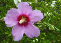 Hibiscus syriacus 'Pink Giant' : Taille 40/60 cm - Pot de 3 litres.