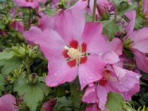 Hibiscus syriacus 'Woodbridge' : Taille 40/60 cm - Pot de 3 litres