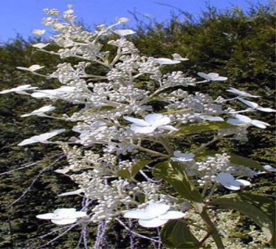 Hortensia � panicules 'unique' :  Taille 40/50 cm - Pot de 3 litres