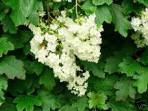 Hortensia feuilles de chêne : Taille 30 cm - Pot de 3 litres