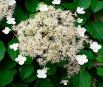 Hortensia grimpant : Taille 40/60 cm - Pot de 3 litres