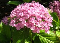 Hortensia Macrophylla 'Ayesha' : Taille 25/30 cm - Pot de 2 litres