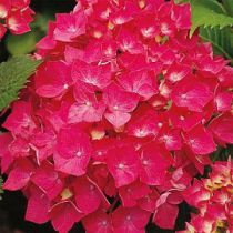 Hortensia Macrophylla ' Leutchfeuer' : Taille 30/+ cm - Pot de 2 litres