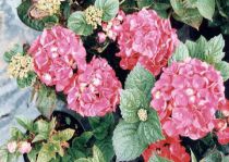 Hortensia Macrophylla 'Merveille Sanguine' :  Taille 25/30 cm - Pot de 2 litres