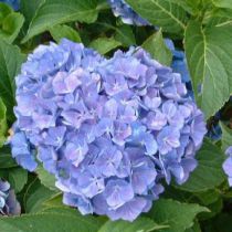 Hortensia Macrophylla 'Renate Steiniger' : Taille 25/+ cm - Pot de 2 litres