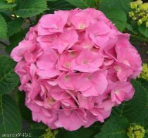 Hortensia Macrophylla 'Rosita' : Taille 25/+ cm - Pot de 2 litres