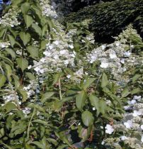 Hortensia Paniculé 'Kyushu' : Taille 40/50 cm - Pot de 3 litres