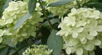 Hortensia paniculé 'Phantom' :  Taille 40/50 cm - Pot de 2 litres