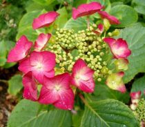 Hydrangea 'Rotkehlchen' : Taille15/20 cm - Pot de 3 litres