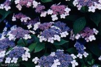 Hydrangea 'Villosa' : Taille 20/30 cm - Pot de 3 litres