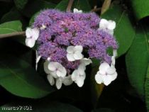 HYDRANGEA ASPERA SUBSP. SARGENTIANA :  Taille 20/30 cm - Pot de 2 litres