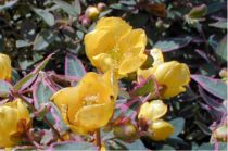 Hypericum x moserianum 'Tricolor' :  Taille 25/30 cm - Pot de 2 litres