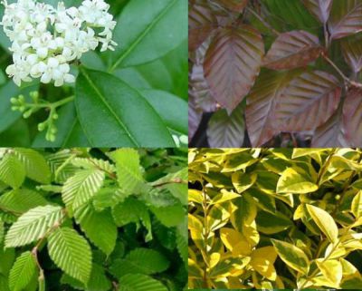 Kit de 28 plants pour une haie a petit budget : taille 60/90 cm - Racines nues