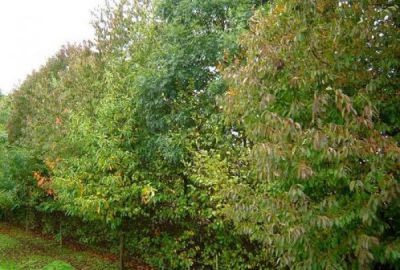 Kit haie brise vent N� 1 : 24 plants - taille 60/80 cm - Racines Nues