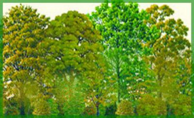 Kit haie brise vent n�2 : 36 plants - taille 50/80 cm - Racines Nues