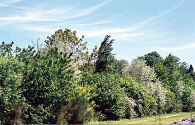 Kit haie champ�tre : 26 plants - taille 40/60 cm - Racines Nues