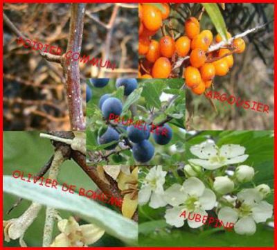 Kit haie d�fensive ou imp�n�trable : 32 plants - taille 60/80 cm - Racines Nues