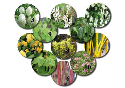 Kit haie fleurie N�1 : 26 plants - taille 40/60 cm - Racines Nues