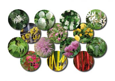 Kit haie fleurie N�2 : 26 plants - taille 40/60 cm - Racines Nues