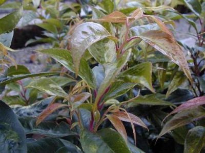 Leucothoe Walteri Rainbow : Taille 10/15 cm - Godet de 9x9 cm