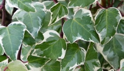 Lierre gloire de marengo : Taille +/- 50 cm - Pot de 2 litres