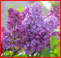 Lilas 'Katherine Havemeyer' : taille 60/80 cm - ramifié 3/5 branches - Racines Nues