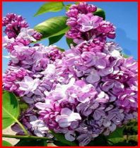 Lilas 'Katherine Havemeyer' : taille 60/80 cm - ramifié 3/5 branches - Racines Nues