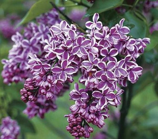 SYRINGA VULGARIS SENSATION - Lilas 'Sensation' : Taille 40/60 cm - Pot de 3  litres - Jardin des gazelles - Jardinerie en ligne