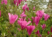 Magnolia 'Suzan' : Taille 40/60 cm - Pot de 3 litres.