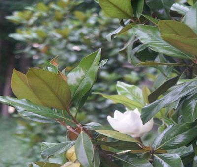 Magnolia Grandiflora 'de la Gallissoni�re' : Taille 50 cm - Pot de 5 litres