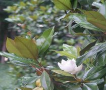 Magnolia Grandiflora 'de la Gallissonière' : Taille 50 cm - Pot de 5 litres
