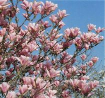 Magnolia Soulangeana : Taille 40/60 cm - Pot de 3 litres
