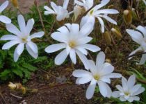 Magnolia Stellata : Taille 40/60 cm - Pot de 3 litres