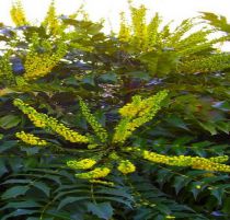 Mahonia Japonica hivernant : Taille 30/40 cm - Pot de 3 litres