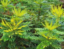 Mahonia media 'Winter Sun' : Taille 15/20 cm - Godet de 9x9 cm