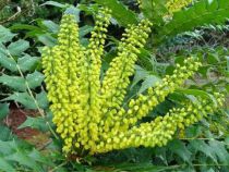 Mahonia media 'Winter Sun' : Taille 15/20 cm - Godet de 9x9 cm