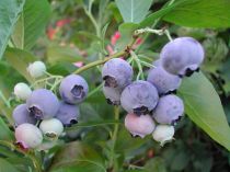 Myrtille des jardins : Taille 30/40 cm - Pot de 2 litres.