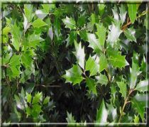 Osmanthe heterophyllus / Osmanthus heterophyllus : Taille 30/40 cm - Pot de 3 litres
