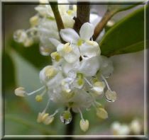 Osmanthe heterophyllus / Osmanthus heterophyllus : Taille 30/40 cm - Pot de 3 litres