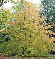 Parrotie de Perse : Taille 60/100 cm - Pot de 3 litres.