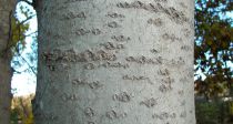 Peuplier Tremble :  Taille 60/80 cm - Lot de 10 pieds en Racines nues