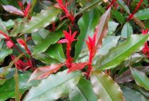 PHOTINIA 'CAMILVY' : Taille 40/60 cm - Pot de 2 litres